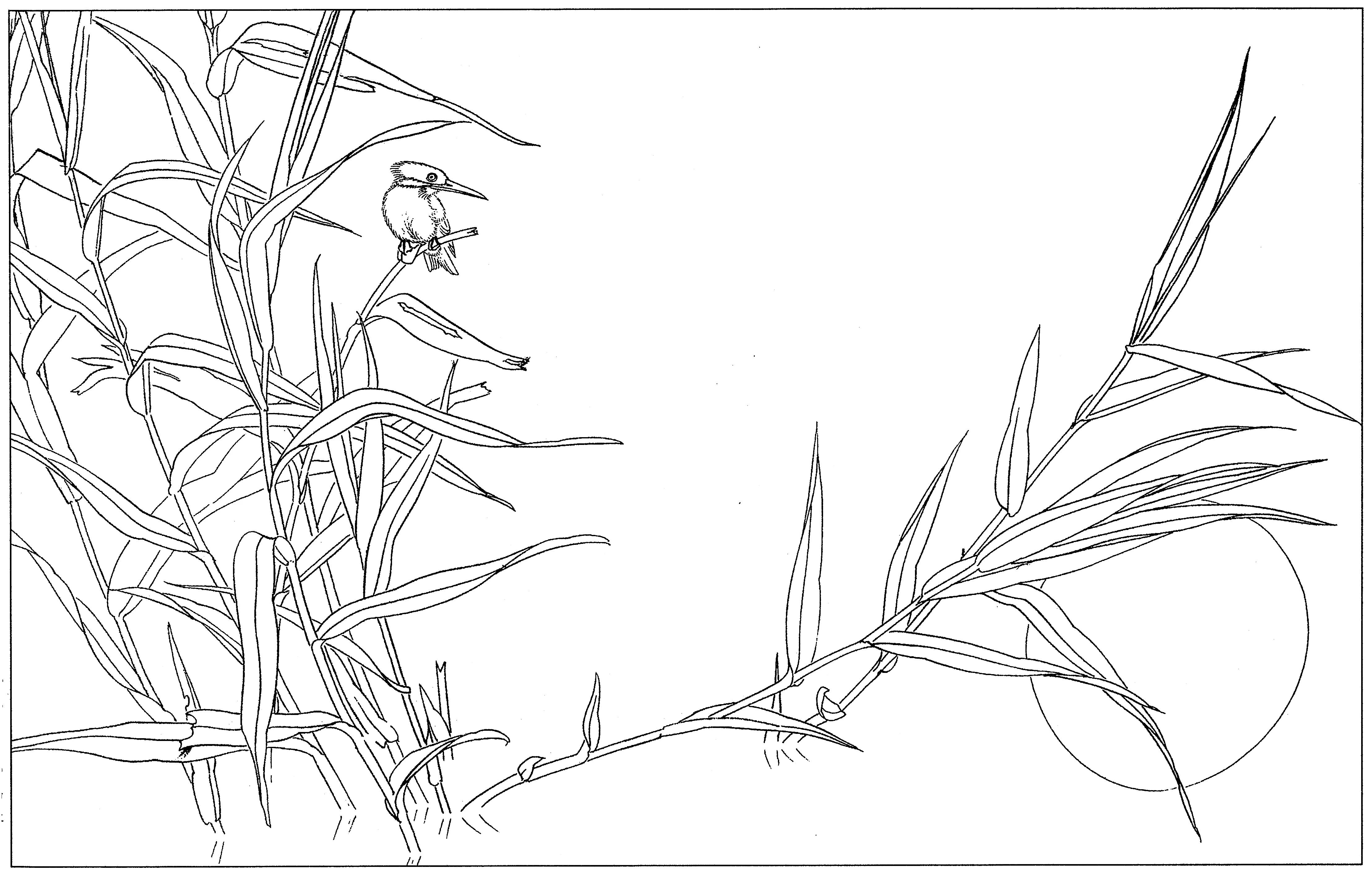 花鸟工笔四条屏白描高清大图,牡丹六尺横幅白描工笔花鸟底稿