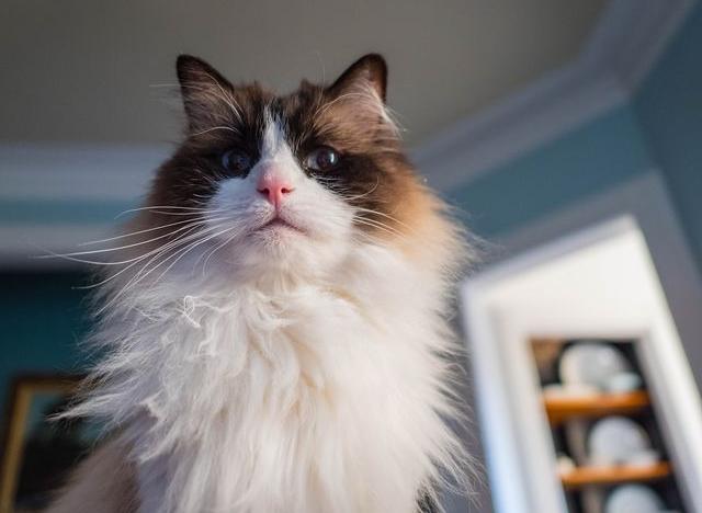 为什么布偶猫价格差这么多,什么原因导致布偶猫价格如此高