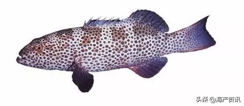 顶级海鲜鱼类大全图解,常见海鲜鱼类哪些便宜