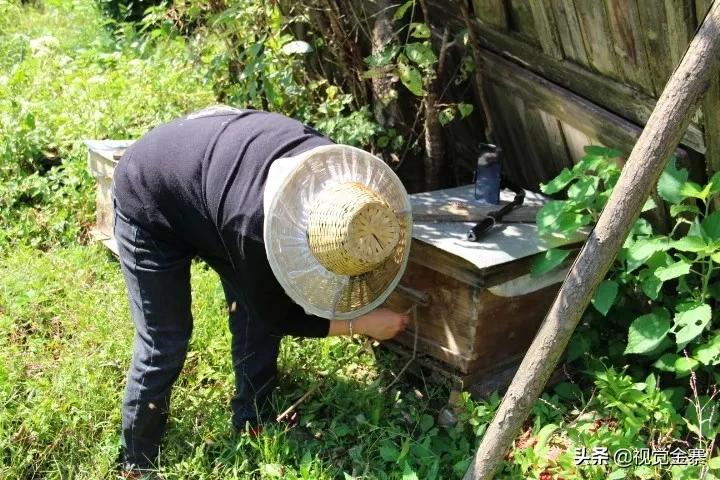 大山深处坚守42年养蜂人,金寨土蜜蜂养殖