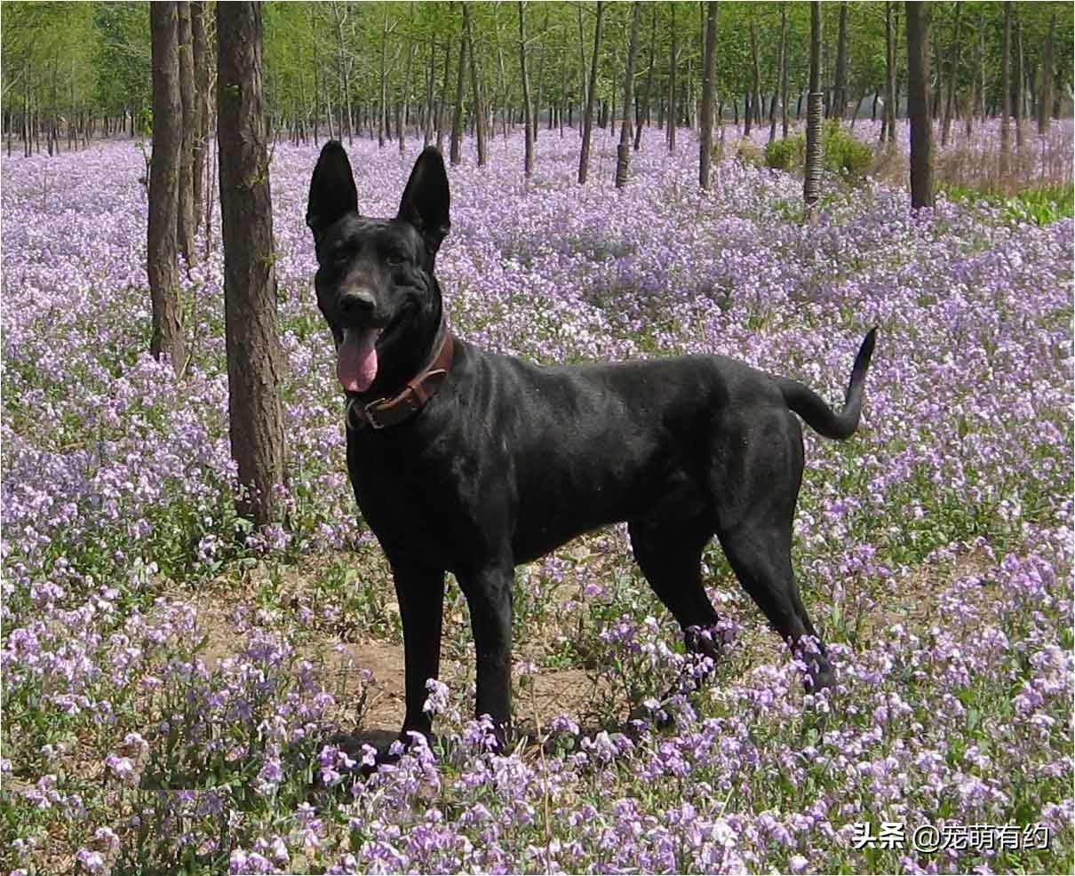 中国黑狼犬警犬,黑狼犬威猛视频