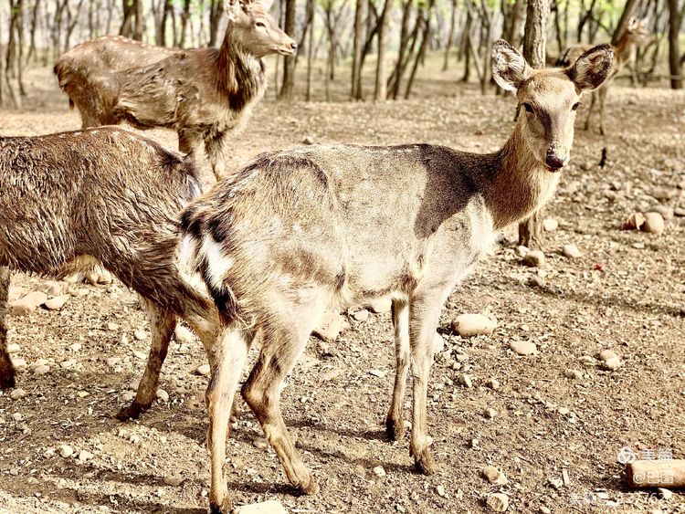 洛阳市宜阳凤凰岭射箭,宜阳县凤凰岭体育基地