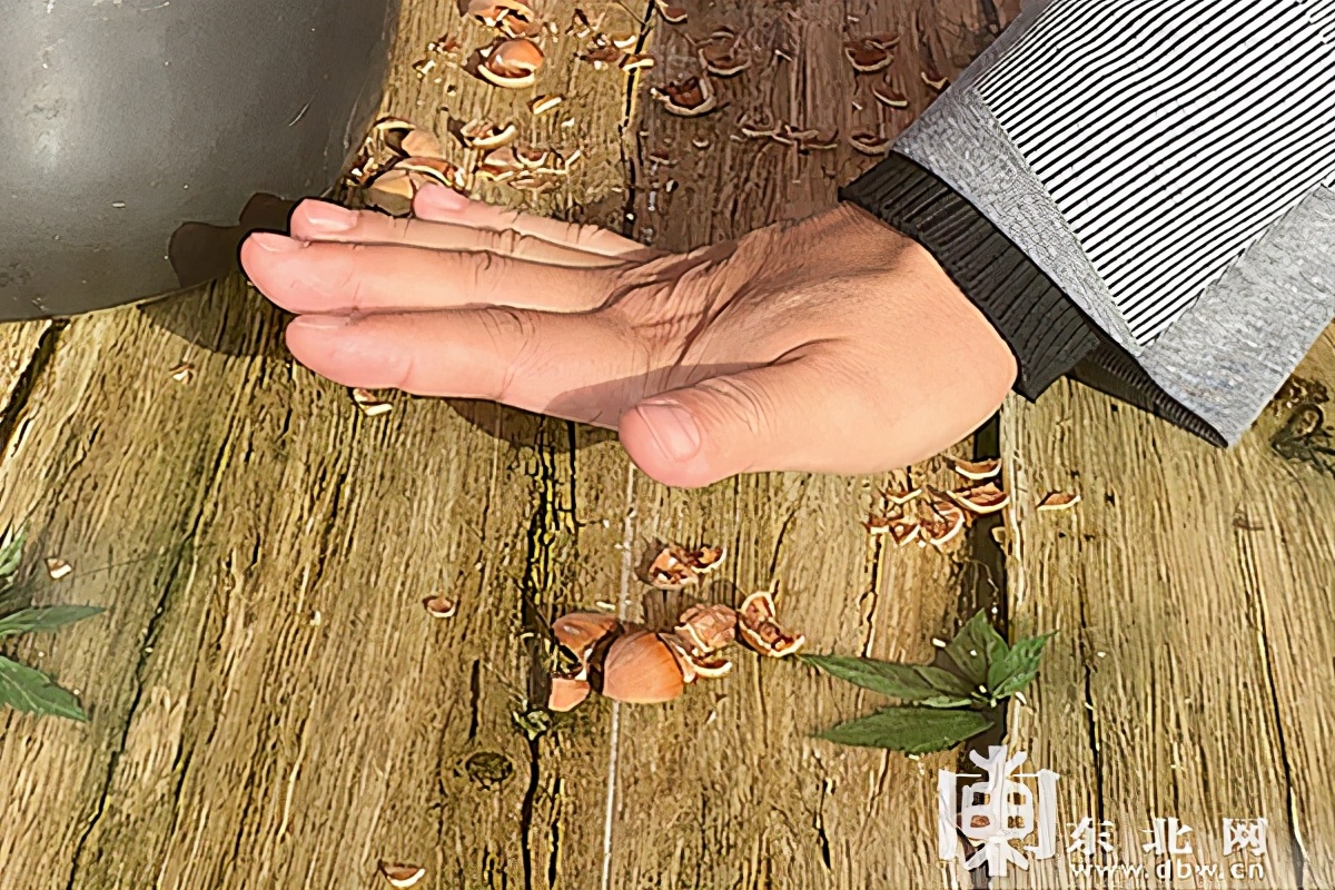 「走进我们的幸福小康」大果榛子香“绿色银行”结出“致富果”