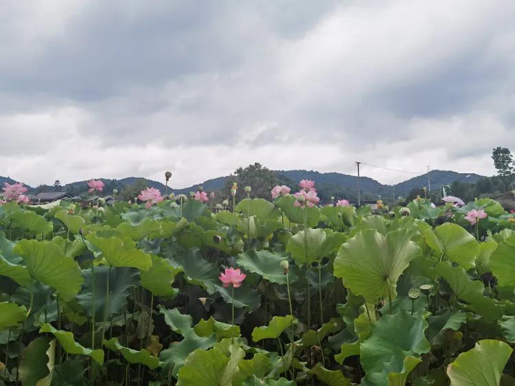 贵州蓬莱仙界旅游攻略,白云区蓬莱仙界景点介绍