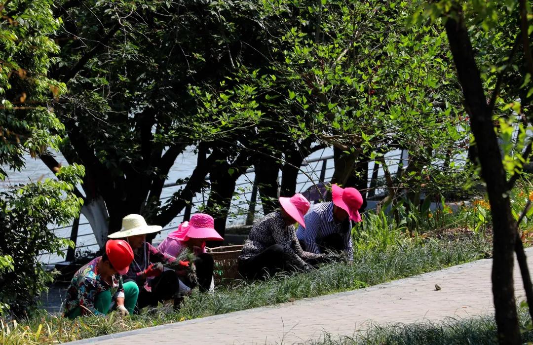 成都城南4条最美街道,成都天府新区风景优美的地方