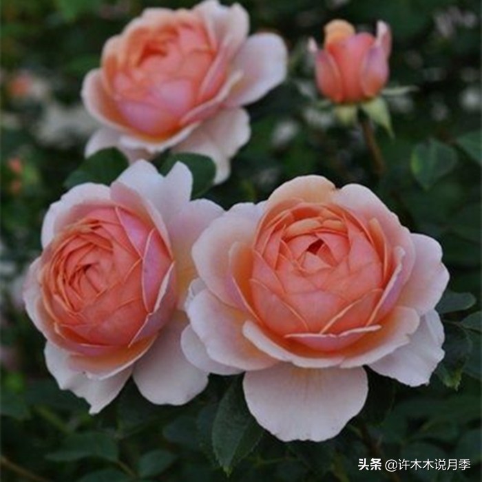 为啥网上买的月季花很难成活,为什么买的月季花养不活