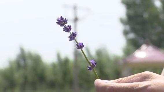 滑县普罗旺斯薰衣草庄园,普罗旺斯花海震撼