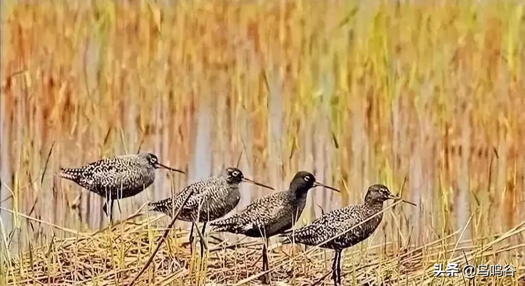 看图识鸟图片及答案,看图识鸟软件哪个好用