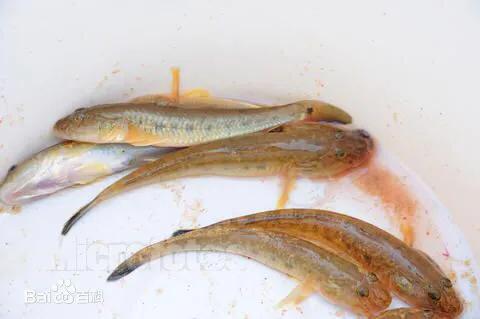 童趣赶海游戏,童趣大冒险赶海