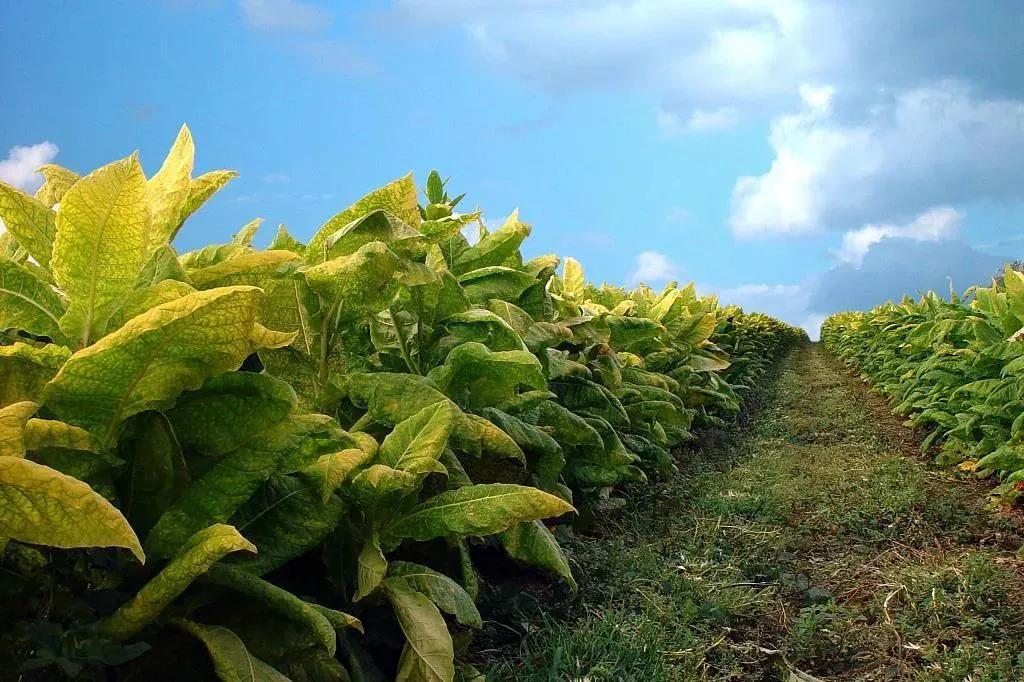 山西老农的小兰花烟,怎么买到山西晋北小兰花旱烟