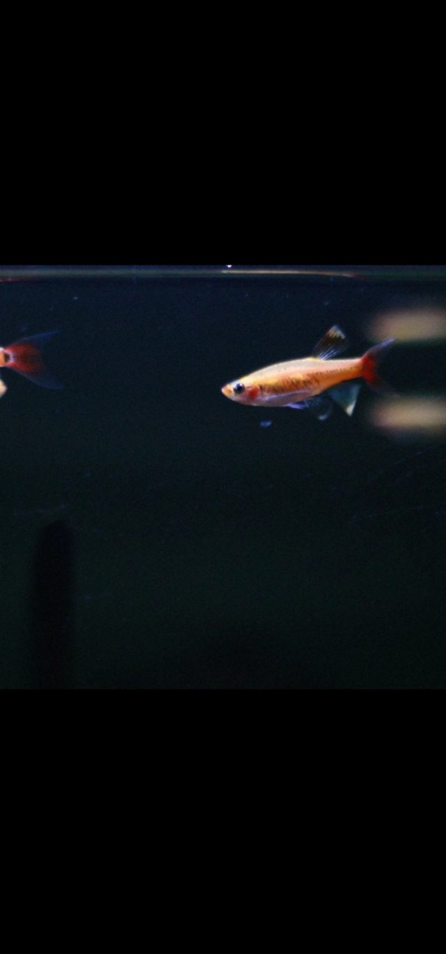 水族箱古法养鱼 (水族箱养鱼实拍分享)