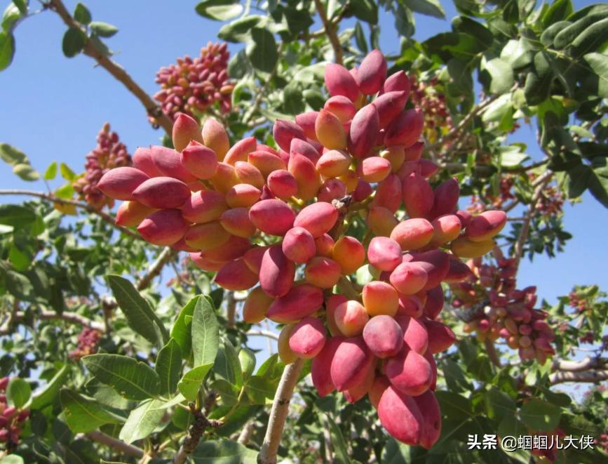 所有的新疆特产,旅游从新疆带的特产