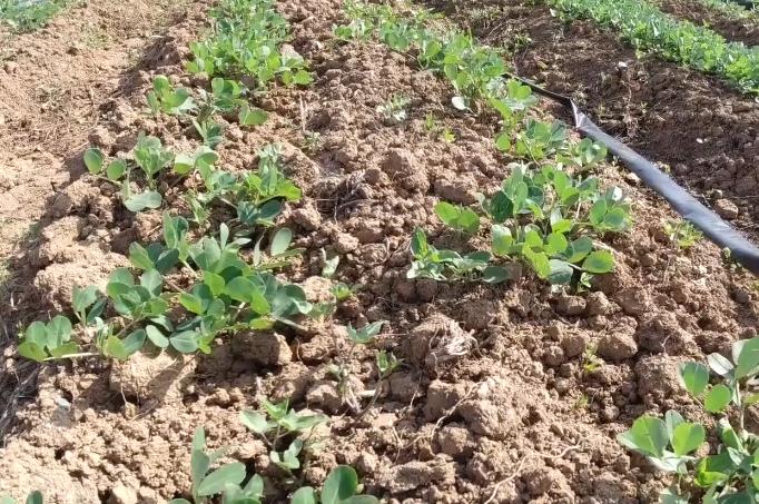 钙肥用了没效果该如何正确补钙,钙肥施用小知识