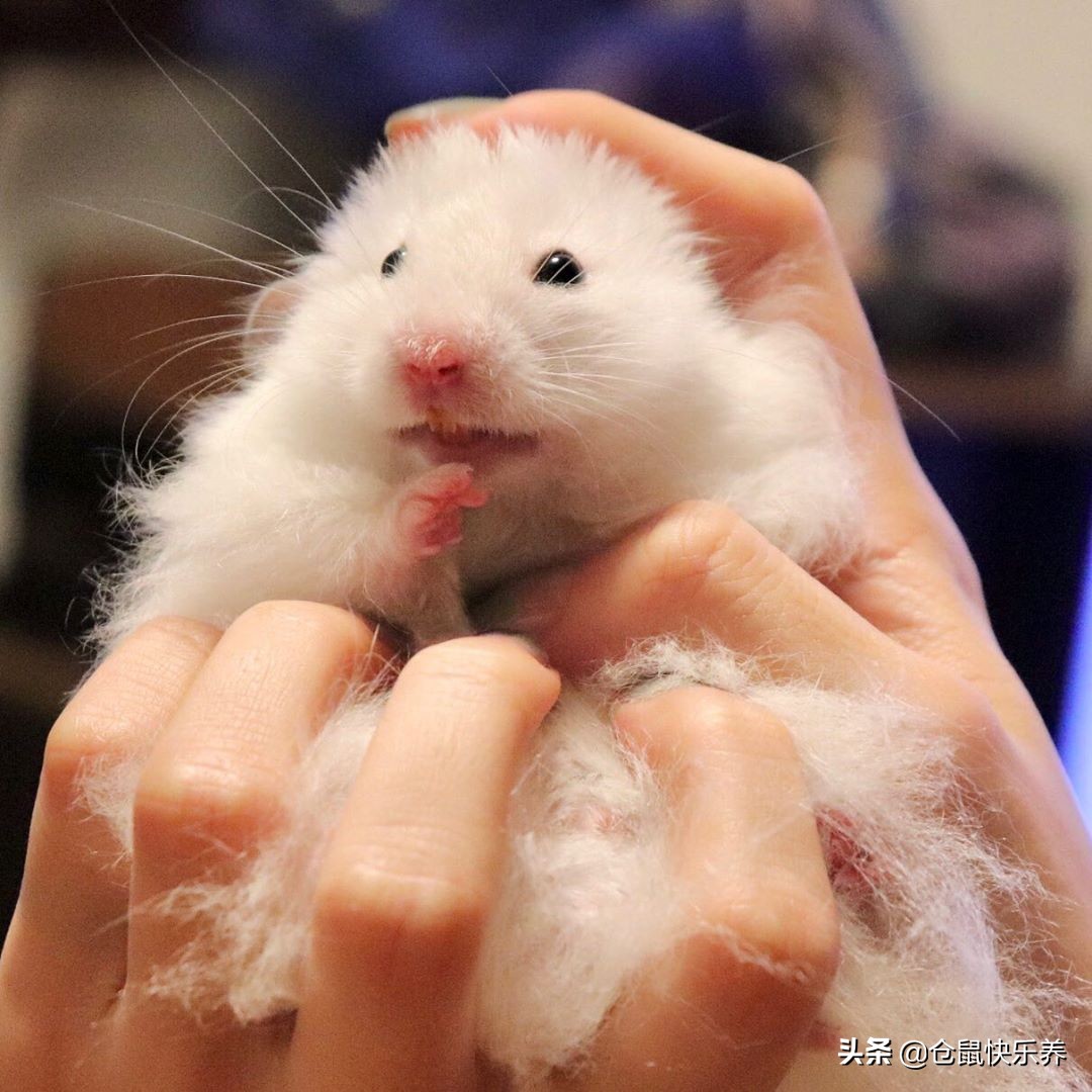 仓鼠保暖的东西怎么做,仓鼠冬天怎么保暖简便