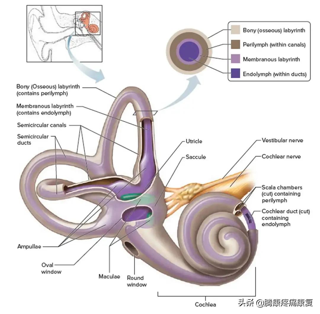 前庭损伤导致的眩晕,前庭系统性眩晕的原因