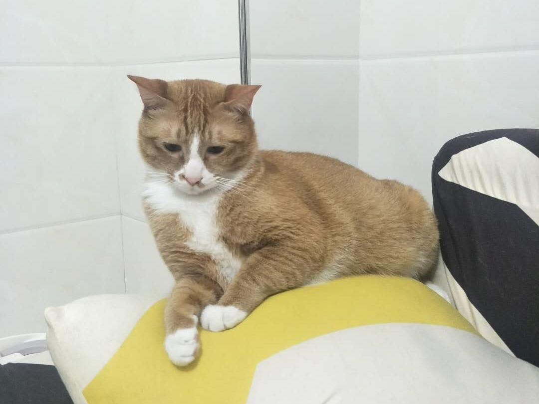 养猫的铲屎官都吃什么,养猫养狗的铲屎官