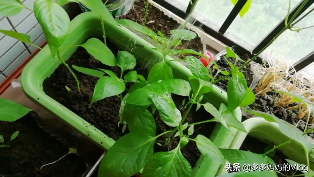 辣椒苗西红柿苗上的蚜虫用什么治,盆栽辣椒长蚜虫怎么办