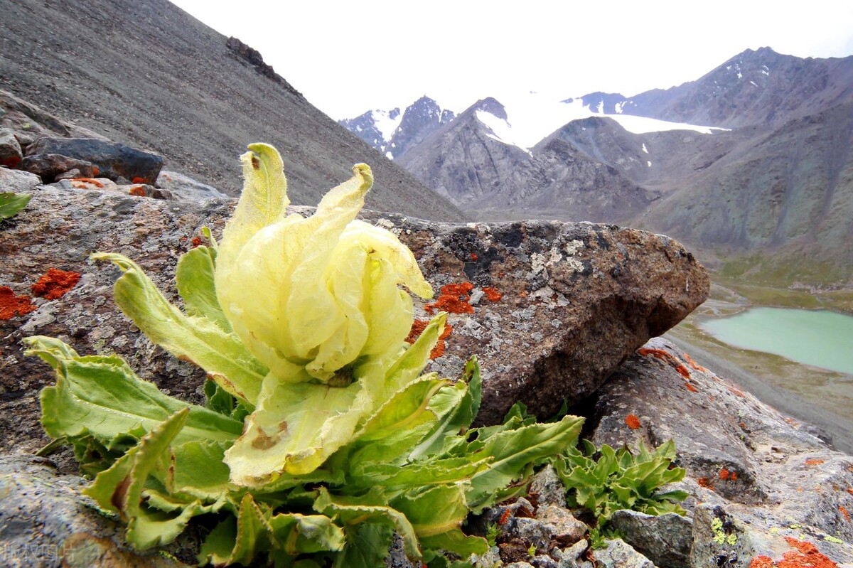 1月至12月生日花的花语,什么花语是祝福生日快乐的花