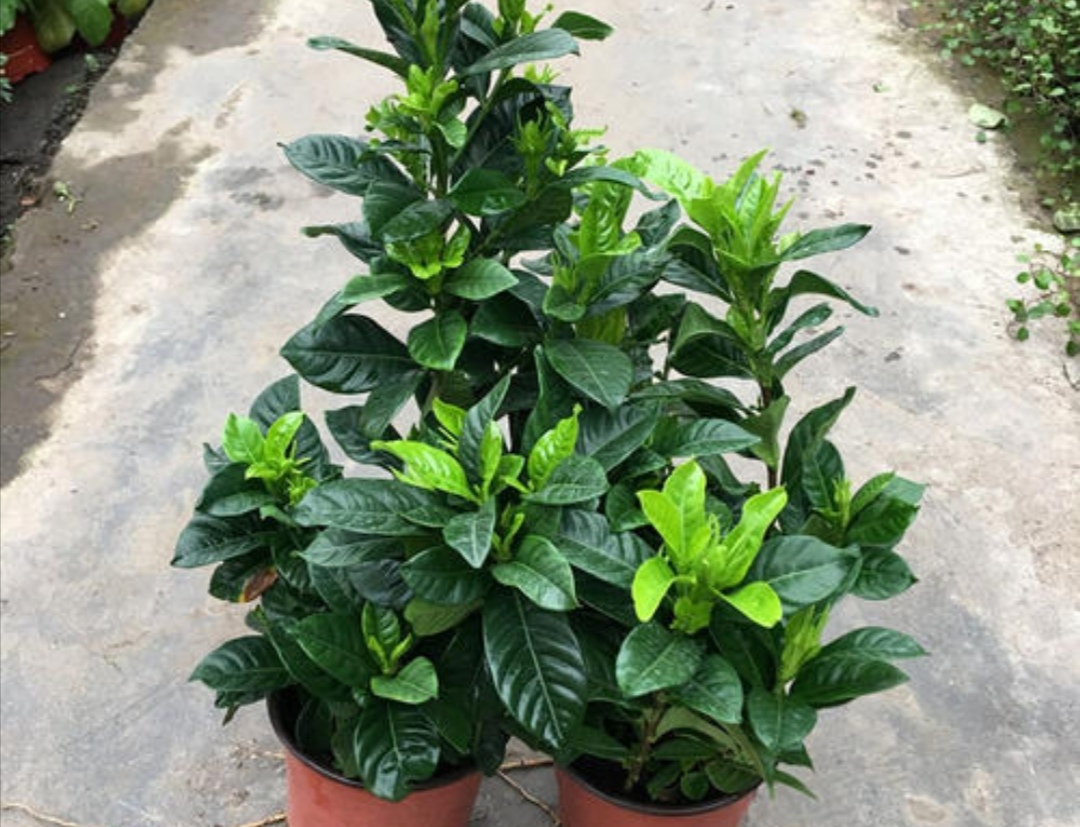 栀子花黄叶是什么原因用什么办法,栀子花黄叶有什么管用的方法解决