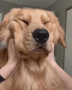 小金毛养多久才会温顺听话,养宠小知识金毛一天尿两次可以吗