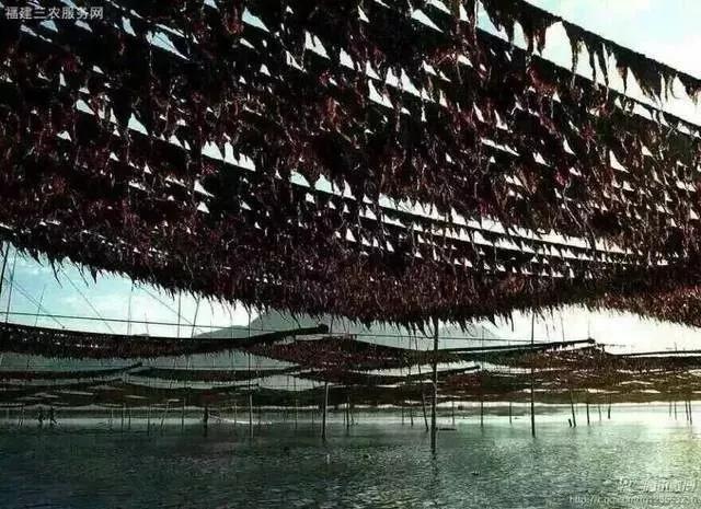 如何挑选又厚又好的干海带,包小仙裙带菜