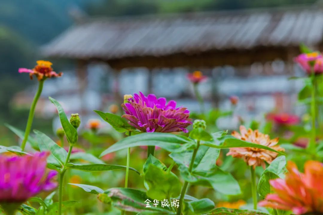 藏在崇山峻岭深处的世外桃源,藏在深山老林里的世外桃源