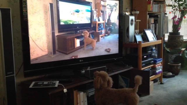 其实狗狗也是懂人性的,其实狗狗真的什么都懂