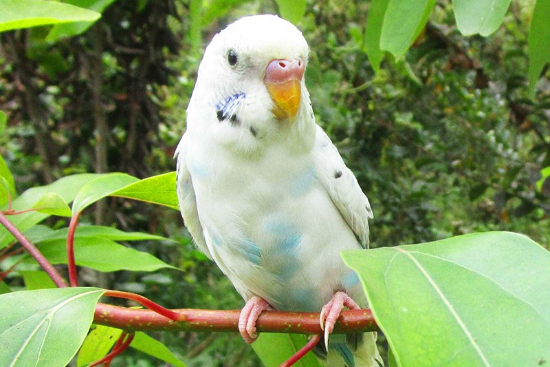 虎皮鹦鹉一共几种颜色,虎皮鹦鹉哪个品种最聪明