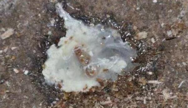 鹅拉白色的水样粪便是怎么回事,鹅拉白色粪便的偏方