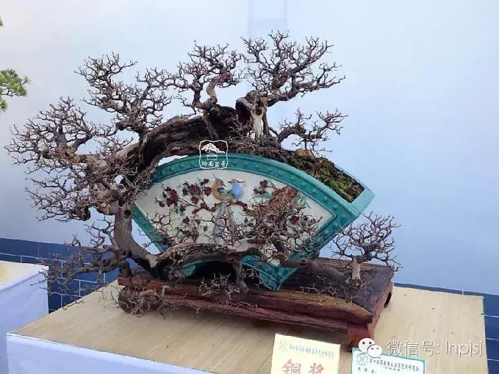 苍劲古朴挺拔有力的老桩盆景欣赏,老态龙钟盆景作品欣赏