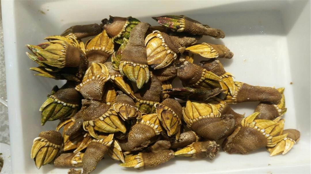 盘点六种其貌不扬的海鲜,这些外形奇葩而味道超级赞的海鲜