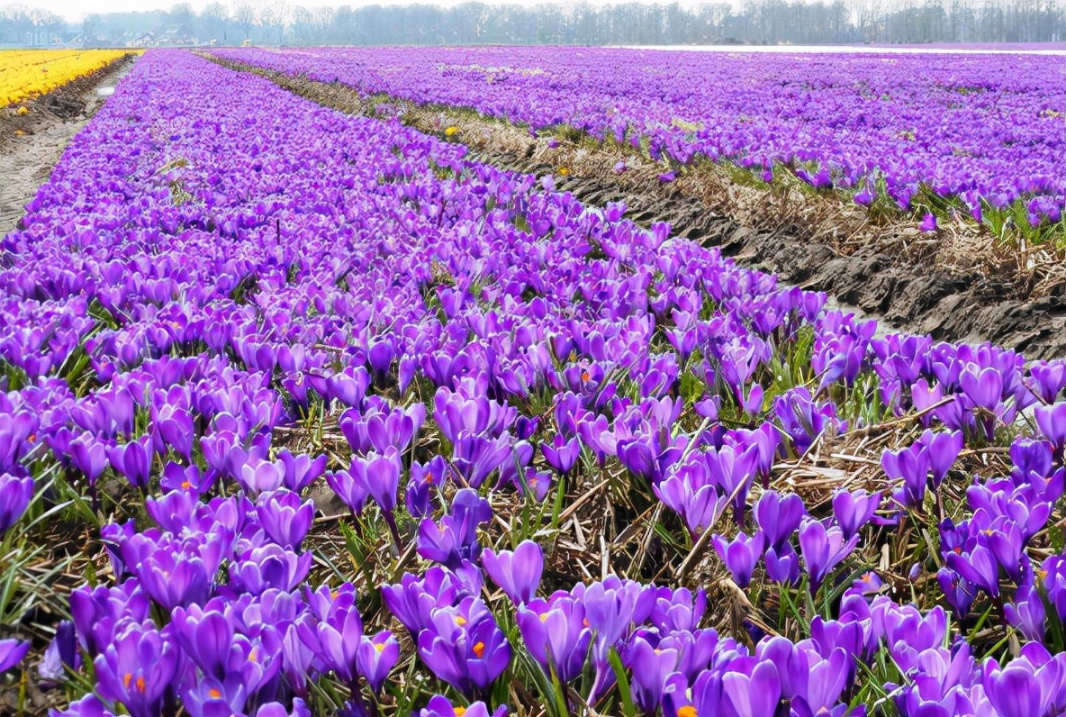 西红花长什么样子图片,西红花名贵吗