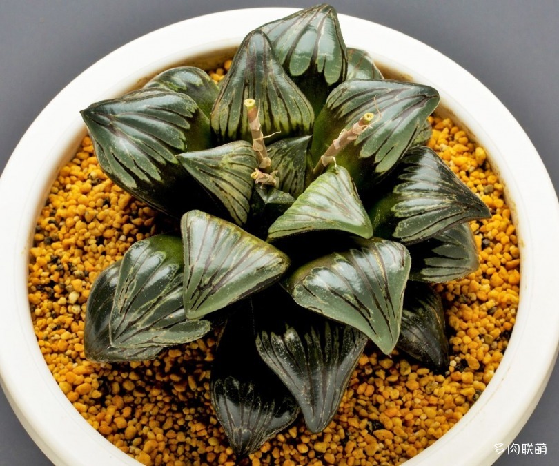 多肉玉露寿的品种图鉴,日本十大耐阴多肉