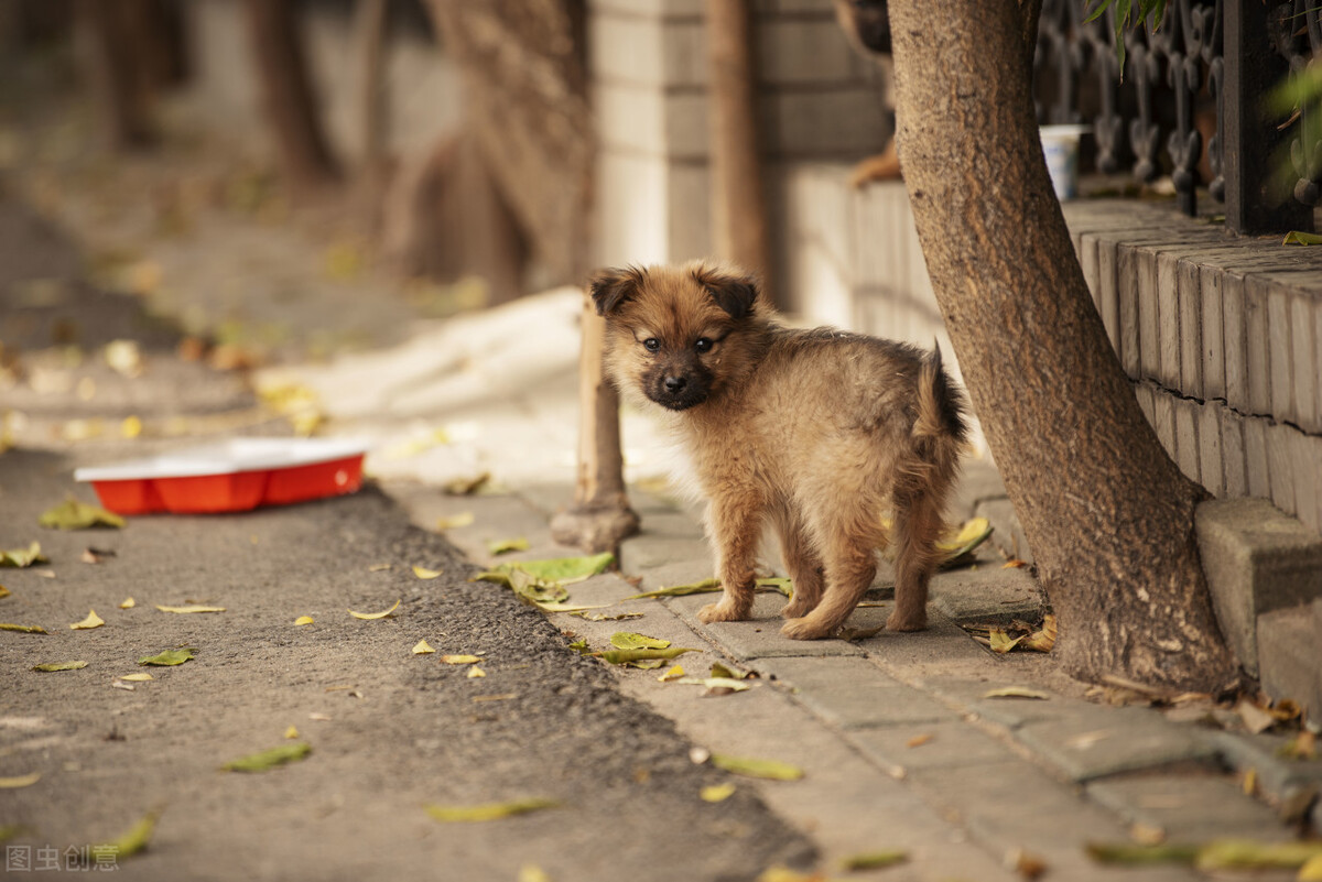 刚带回家的狗狗一直叫不停,刚买回来的狗狗老是哼哼唧唧的