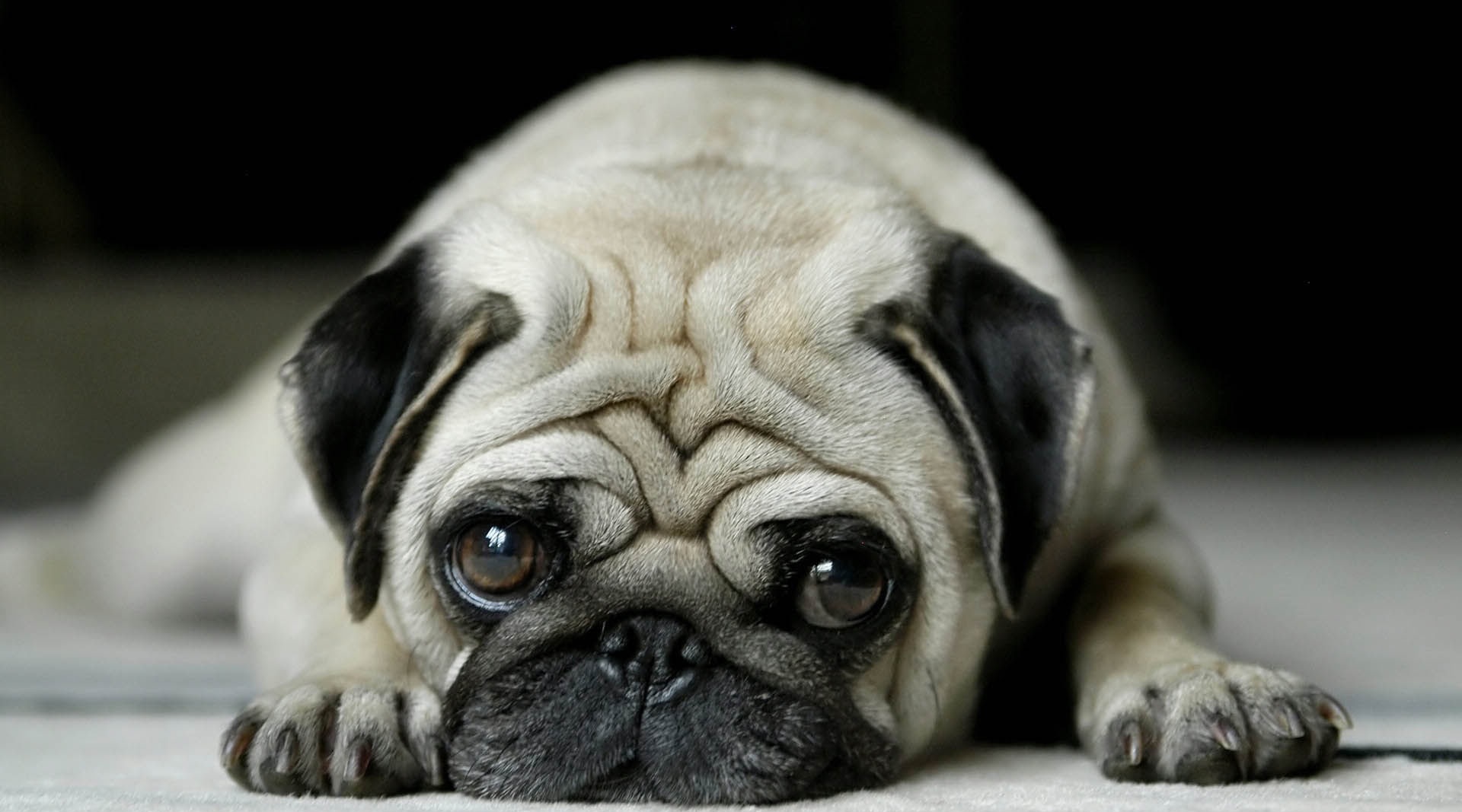 狗肉究竟该不该吃狗肉争议不断,狗肉究竟该不该吃