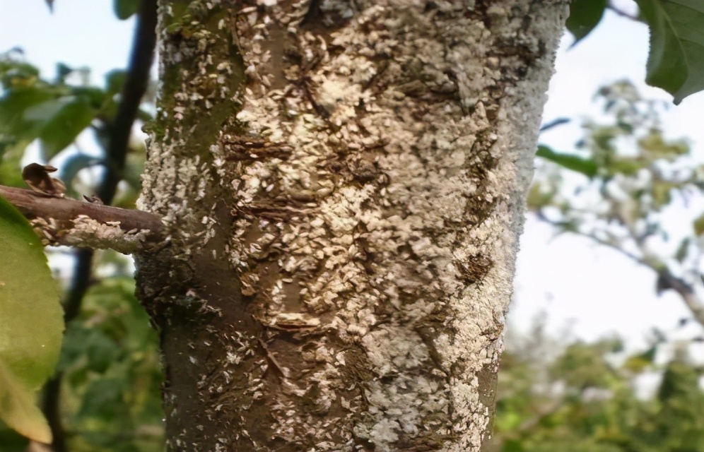 介壳虫种类图片大全,十种常见蚧壳虫图片