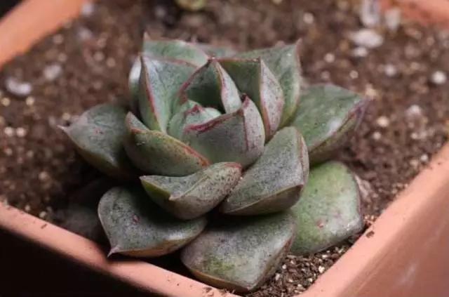 春天几月份适合移盆扦插,夏天可以扦插换盆吗