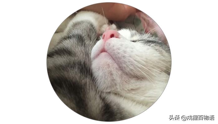 猫咪得了猫瘟如何治愈,猫咪得了猫瘟怎么帮助它挺过去