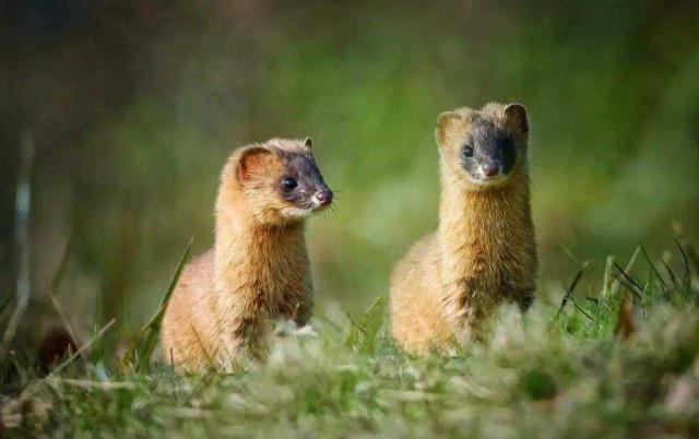 黄鼠狼为什么叫做黄大仙科学原理,老祖宗为什么说黄鼠狼不能抓