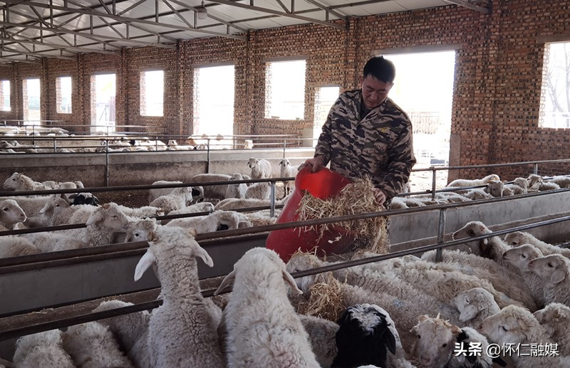 山西怀仁：九月情意浓“羊”帆再出发