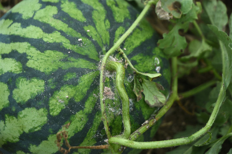 农作物被鸟破坏怎么办,除鸟害最有效方法