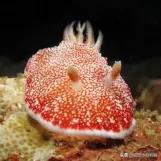 这些猫狗的照片,我也就看了10000多遍!