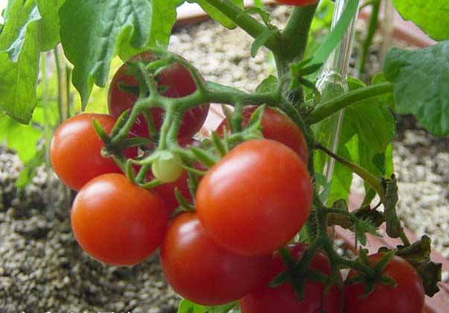 番茄种植,溃疡病传播快,危害大,难以控制,该如何进行防治呢?