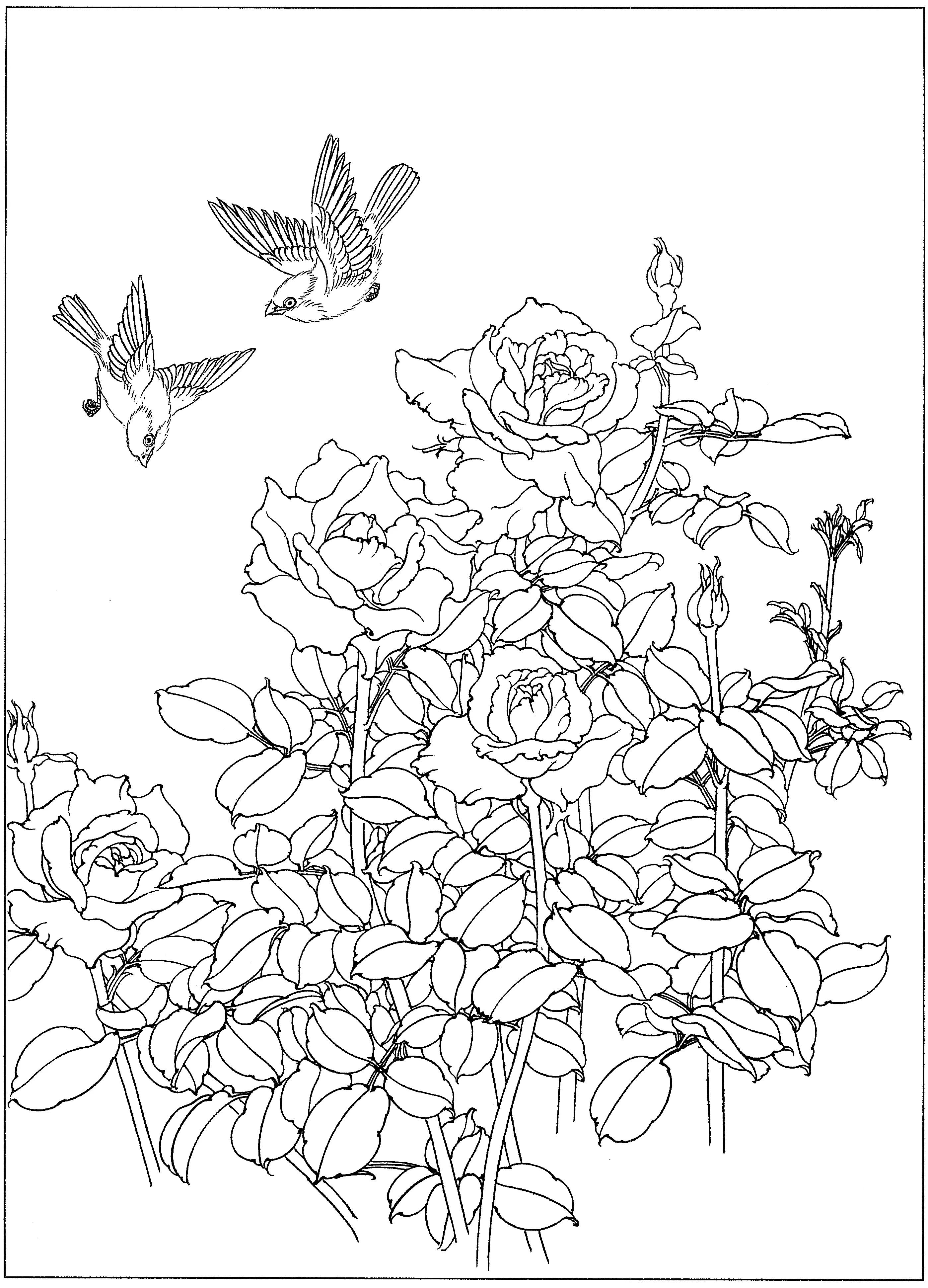 花鸟工笔四条屏白描高清大图,牡丹六尺横幅白描工笔花鸟底稿