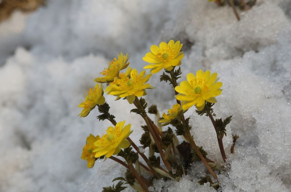 它在寒冷的冬天开花，经济价值极高，市场论克卖，种植的人却不多