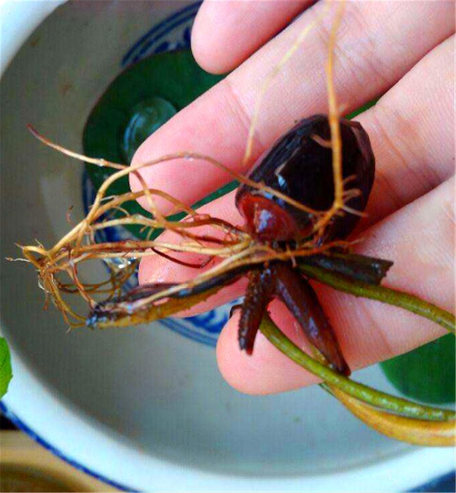 碗莲种子怎么养才能开花,碗莲种子种植全过程视频播放