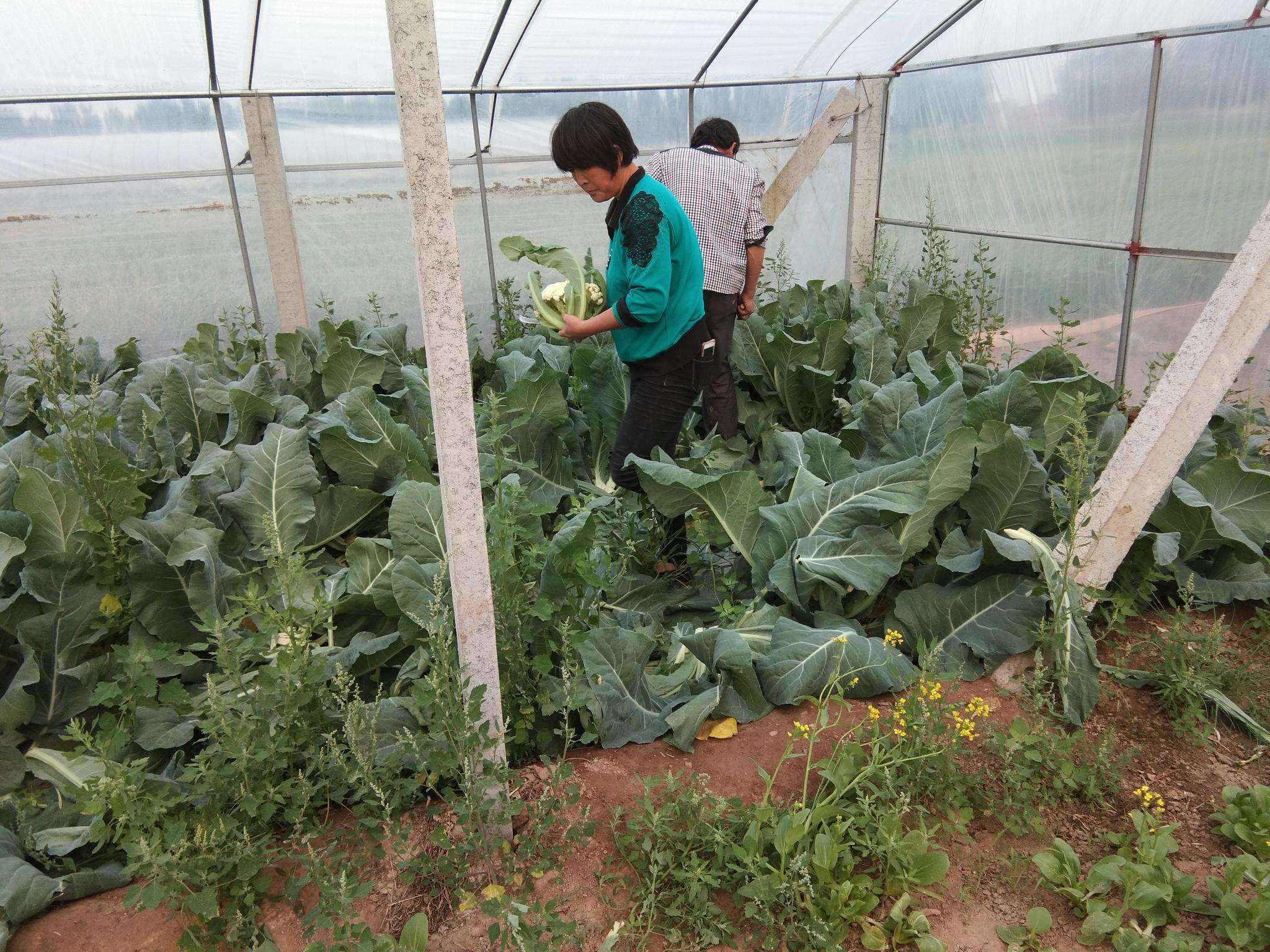 花菜为什么会苦,花菜出现早花怎么办