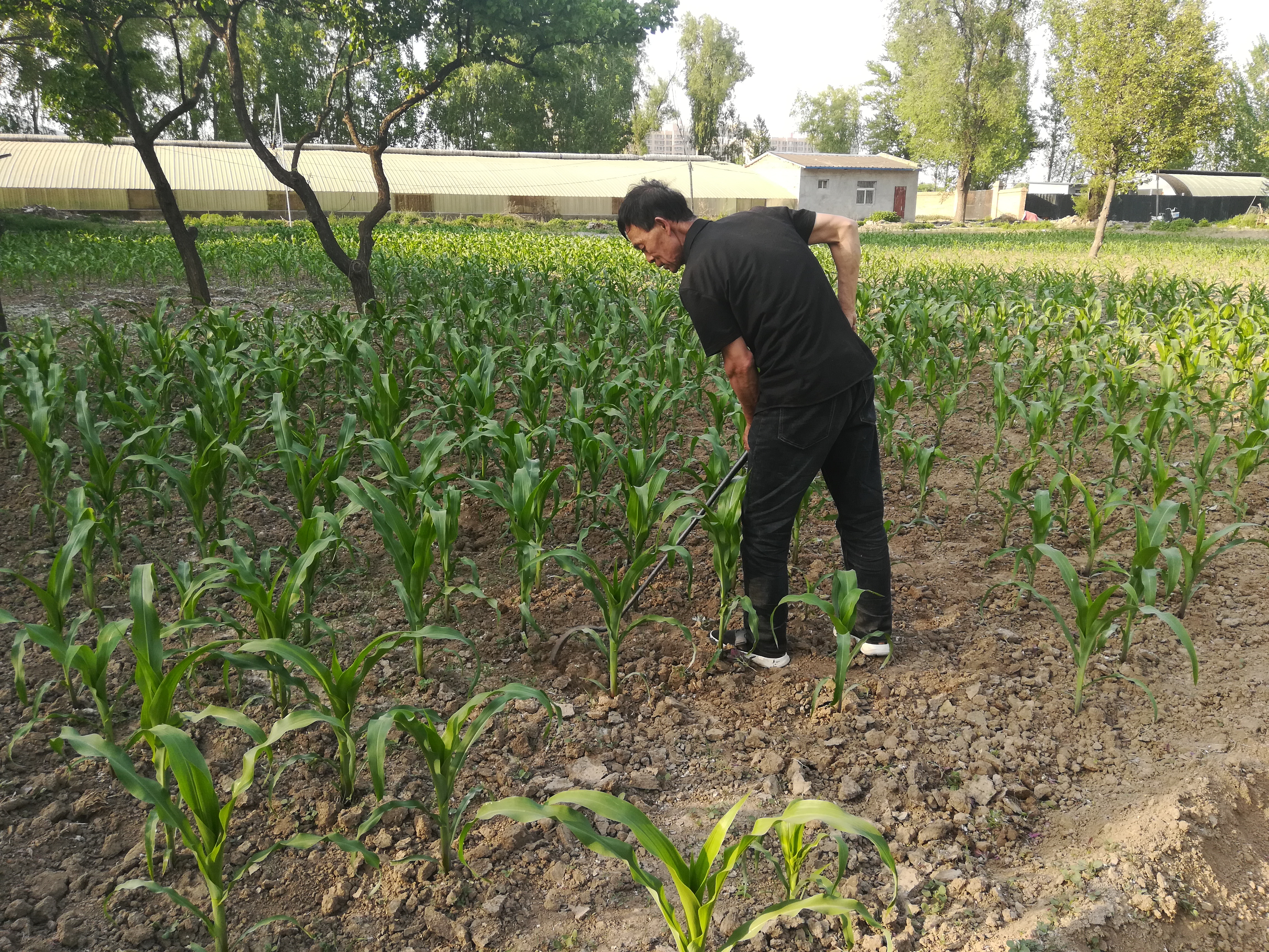 蓟马飞入口中怎么办,蓟马进眼睛了怎么办