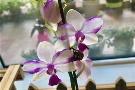 蝴蝶兰上有黏液正常吗,蝴蝶兰叶片有粘液是怎么回事