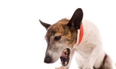 狗狗不吃不喝吐白色粘液,狗狗吐白色粘液怎么办啊